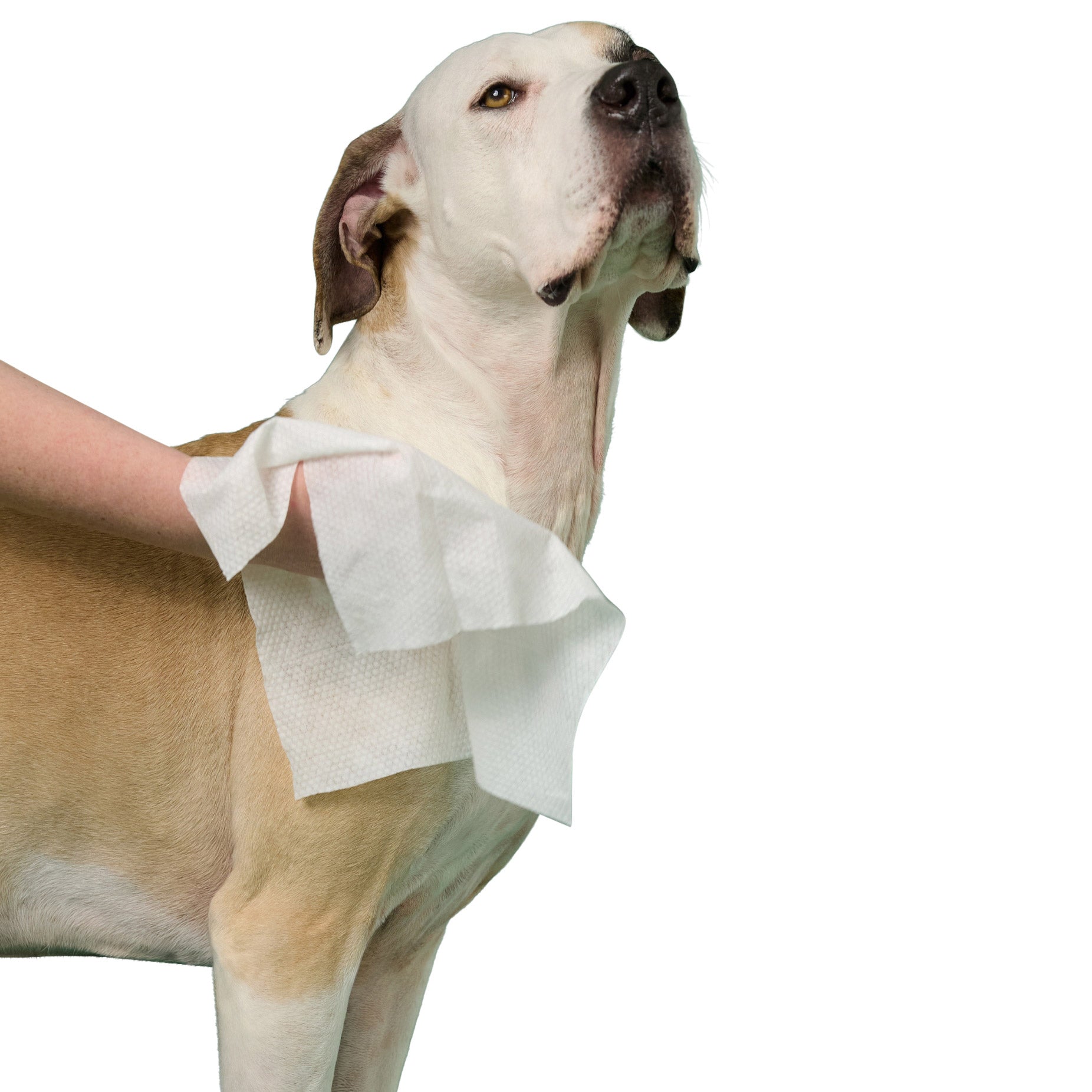 Earth Rated XL Hypoallergenic Pet Wipes, 60-Count Each, 3-Pack